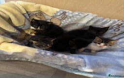 Mixed Breed cats for sale: Beautiful kittens - Image 3