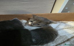 Ragdoll cats for sale: 3 beautiful ragdoll cross Persian kittens - Advert 4