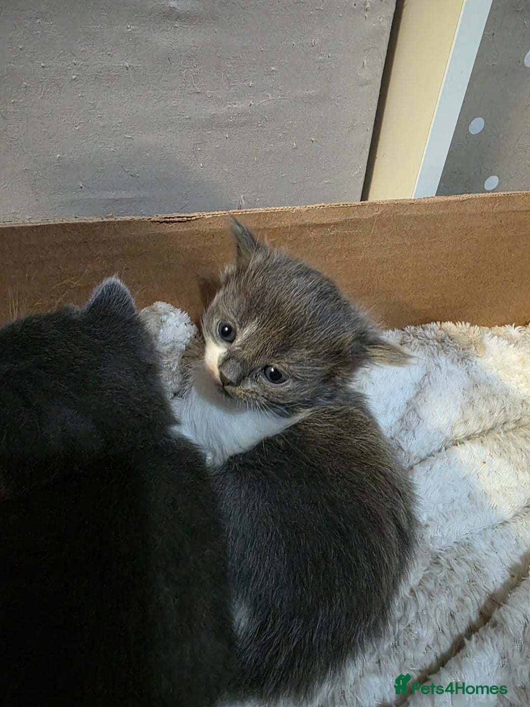 Ragdoll cats for sale: 3 beautiful ragdoll cross Persian kittens - Advert 4