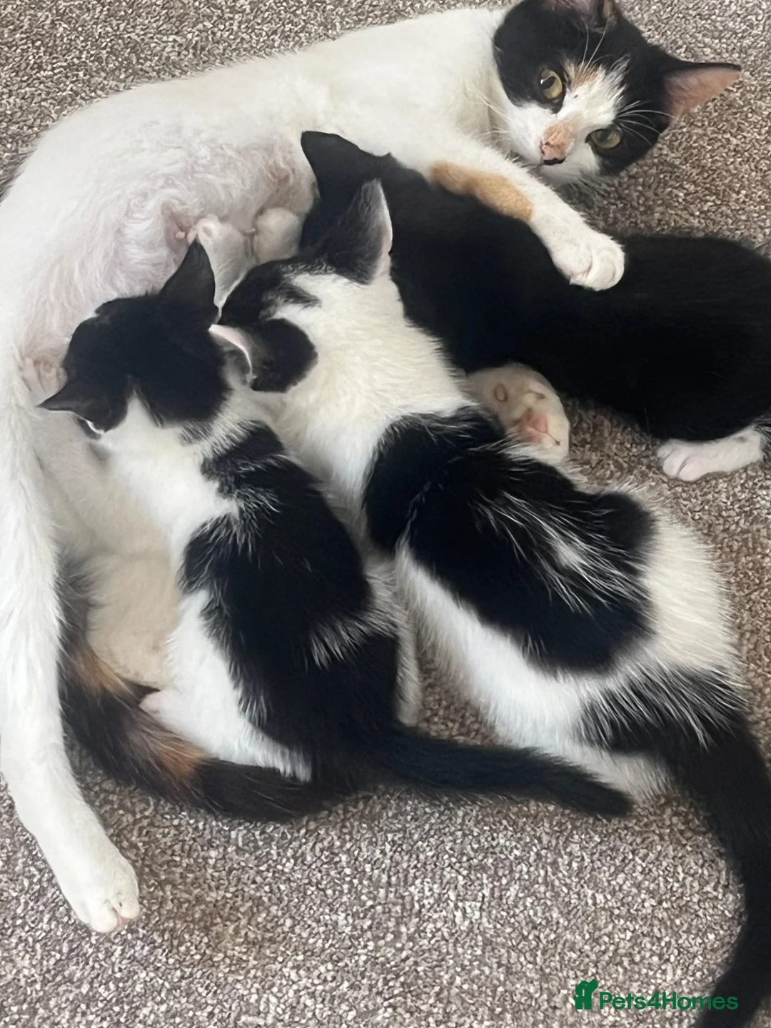 Mixed Breed cats for sale: Mixed litter  - Advert 2