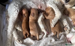 Cavapoochon dogs for sale: ✨Ruby & Blenheim Cavapoochons ❤️🐾 - Image 16
