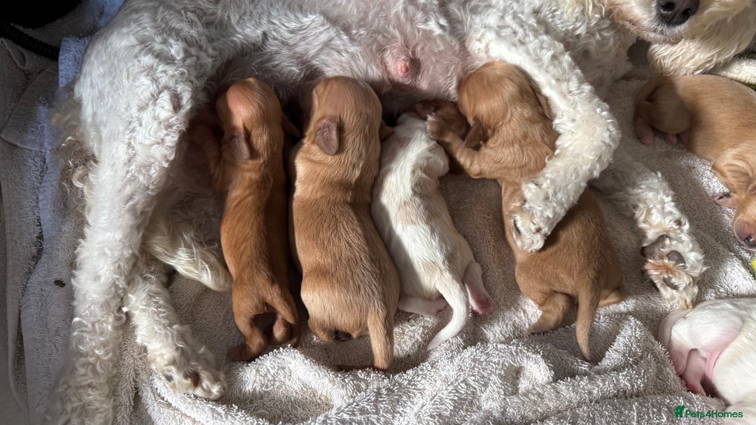Cavapoochon dogs for sale: ✨Ruby & Blenheim Cavapoochons ❤️🐾 - Image 16