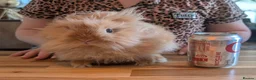 Angora rabbits for sale: Female angora and male dwarf teddy rabbits  in London - Advert 1