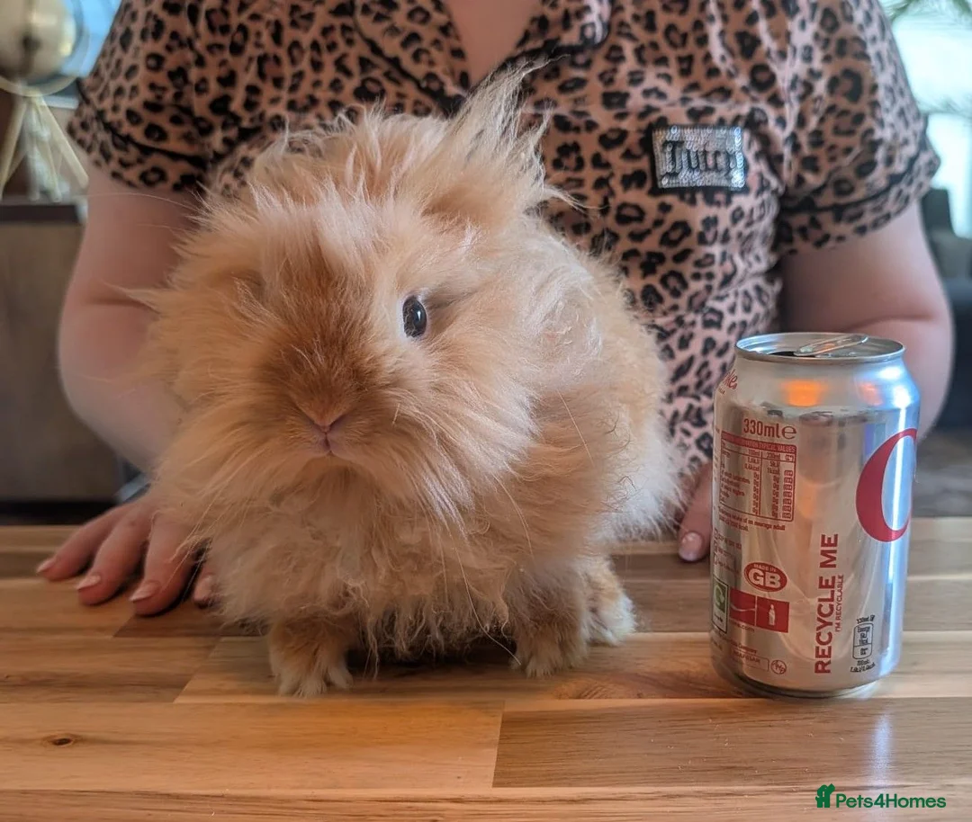 Angora rabbits for sale: Female angora and male dwarf teddy rabbits  in London - Advert 1