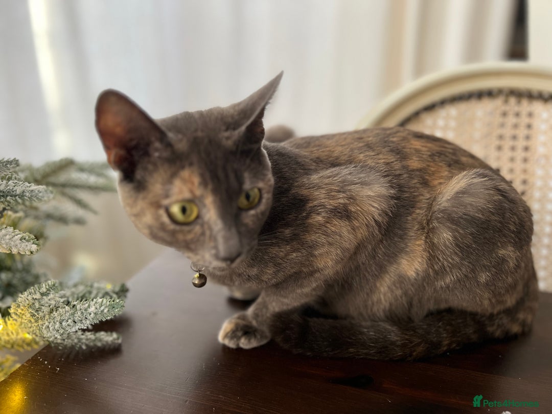 British Shorthair cats for sale: British Shorthair kittens for sale  - Advert 5