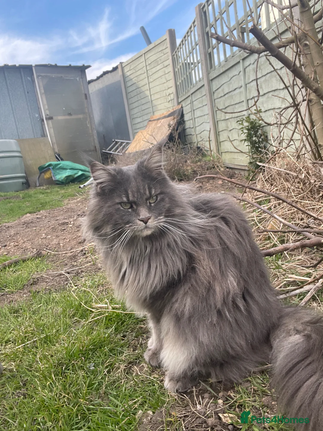 Maine Coon cats for sale: 9 year old Maine Coon cross for rehoming in Spalding - Advert 2