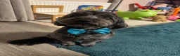 Cockapoo dogs for stud: Max 3 year old Stud Cockapoo £125.00 Warrington  - Advert 3