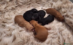 Cockapoo dogs for sale: Cockapoo puppies  - Advert 2