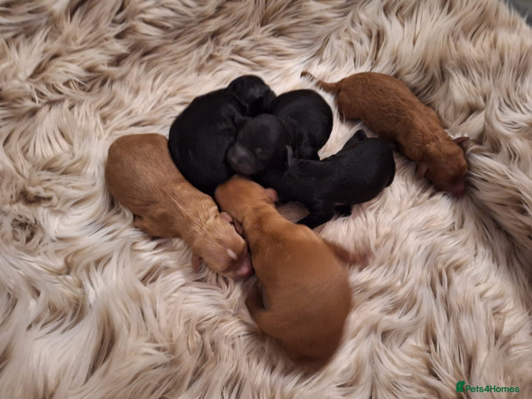 Cockapoo dogs for sale: Cockapoo puppies  - Advert 2