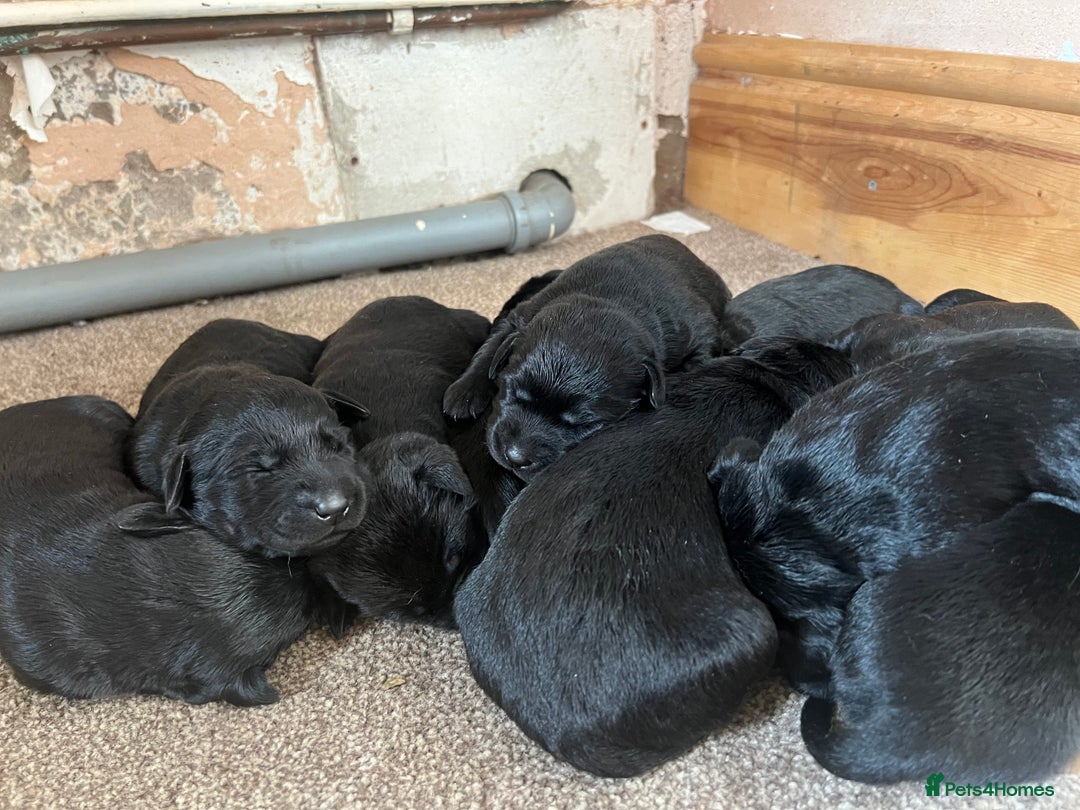Mixed Breed dogs for sale: 3/4 lab 1/4 collie puppies  in Whitby - Image 9