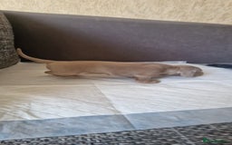 Dachshund dogs for sale: 2 girls and 1 boy miniature dachshund puppies  - Image 30