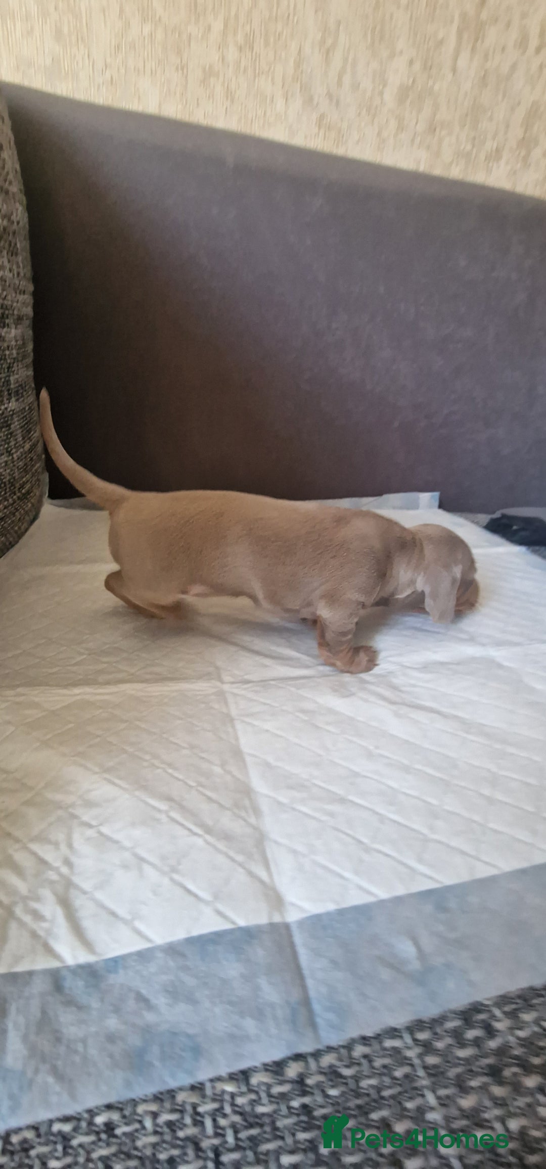 Dachshund dogs for sale: 2 girls and 1 boy miniature dachshund puppies  - Image 30