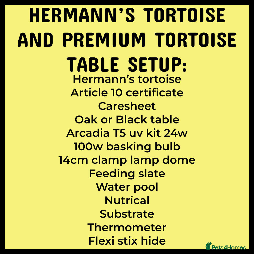 Hermann Tortoise reptiles for sale: Baby hermanns tortoises for sale and setups  - Advert 9