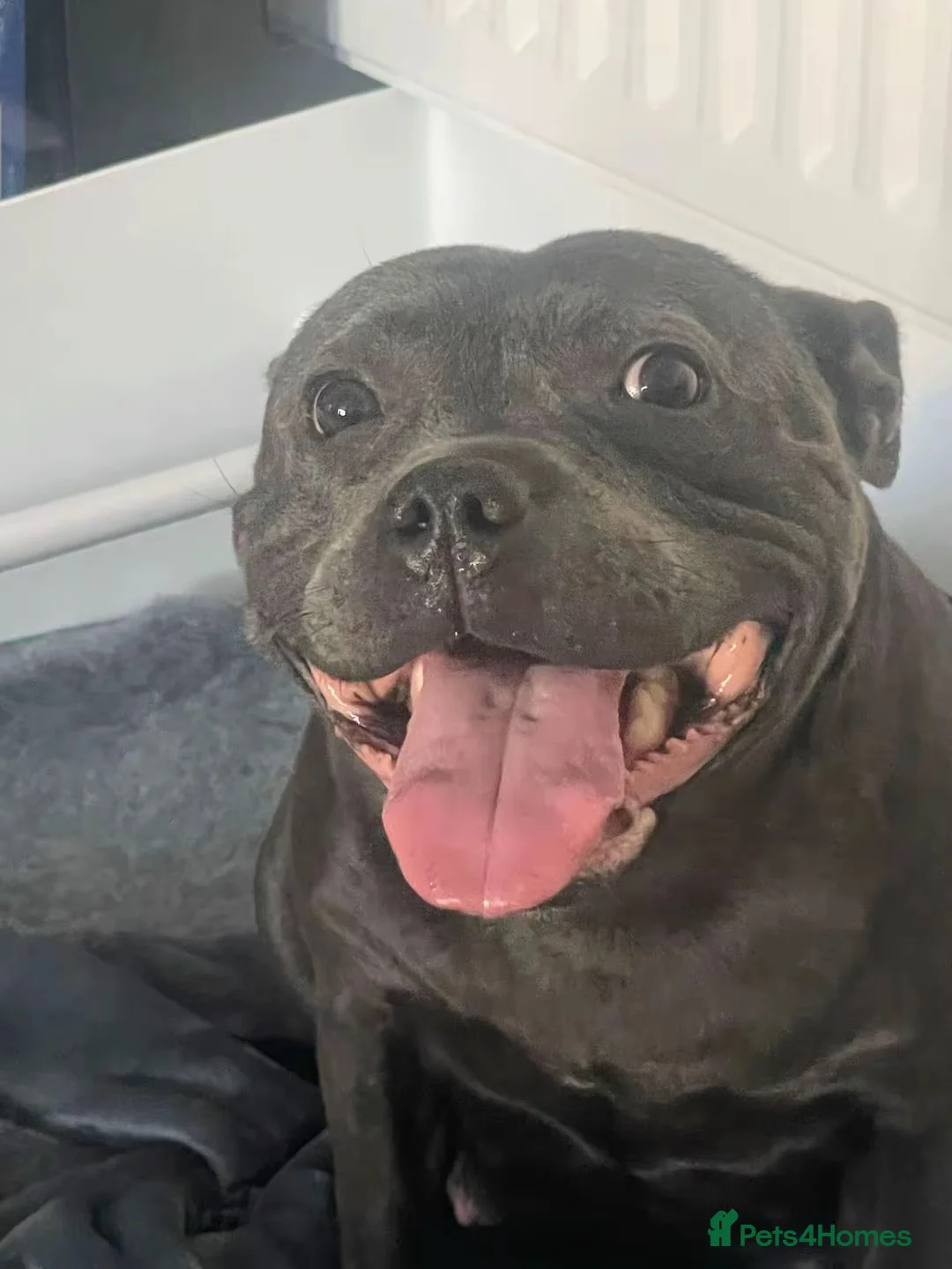 Staffordshire Bull Terrier dogs for sale: Amazing pups for sale  in Nuneaton - Advert 3