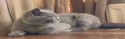 British Shorthair cats for sale: Championship line GCCF British Shorthair Kittens - Advert 7