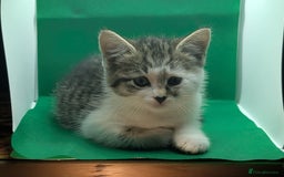 Mixed Breed cats for sale: Beautiful mix breed kittens  - Image 5