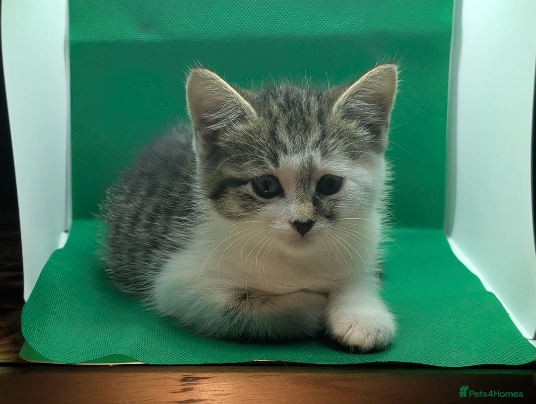 Mixed Breed cats for sale: Beautiful mix breed kittens  - Image 5