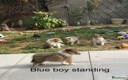 Rough Collie dogs for sale: ROUGH COLLIE  SABLE AND WHITE MALE PUPPIES - Image 19