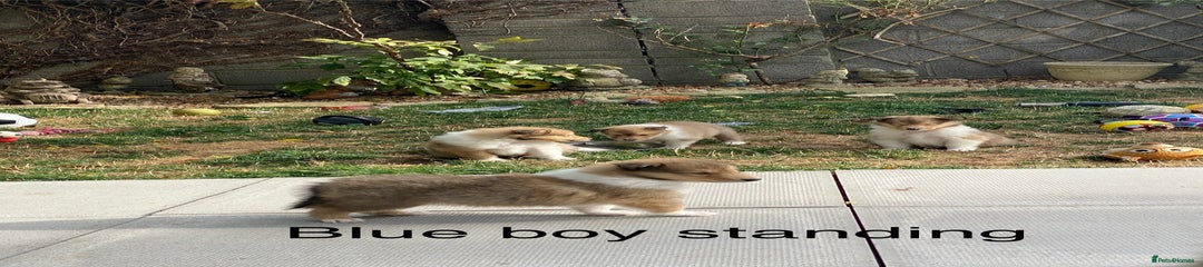 Rough Collie Puppy 2