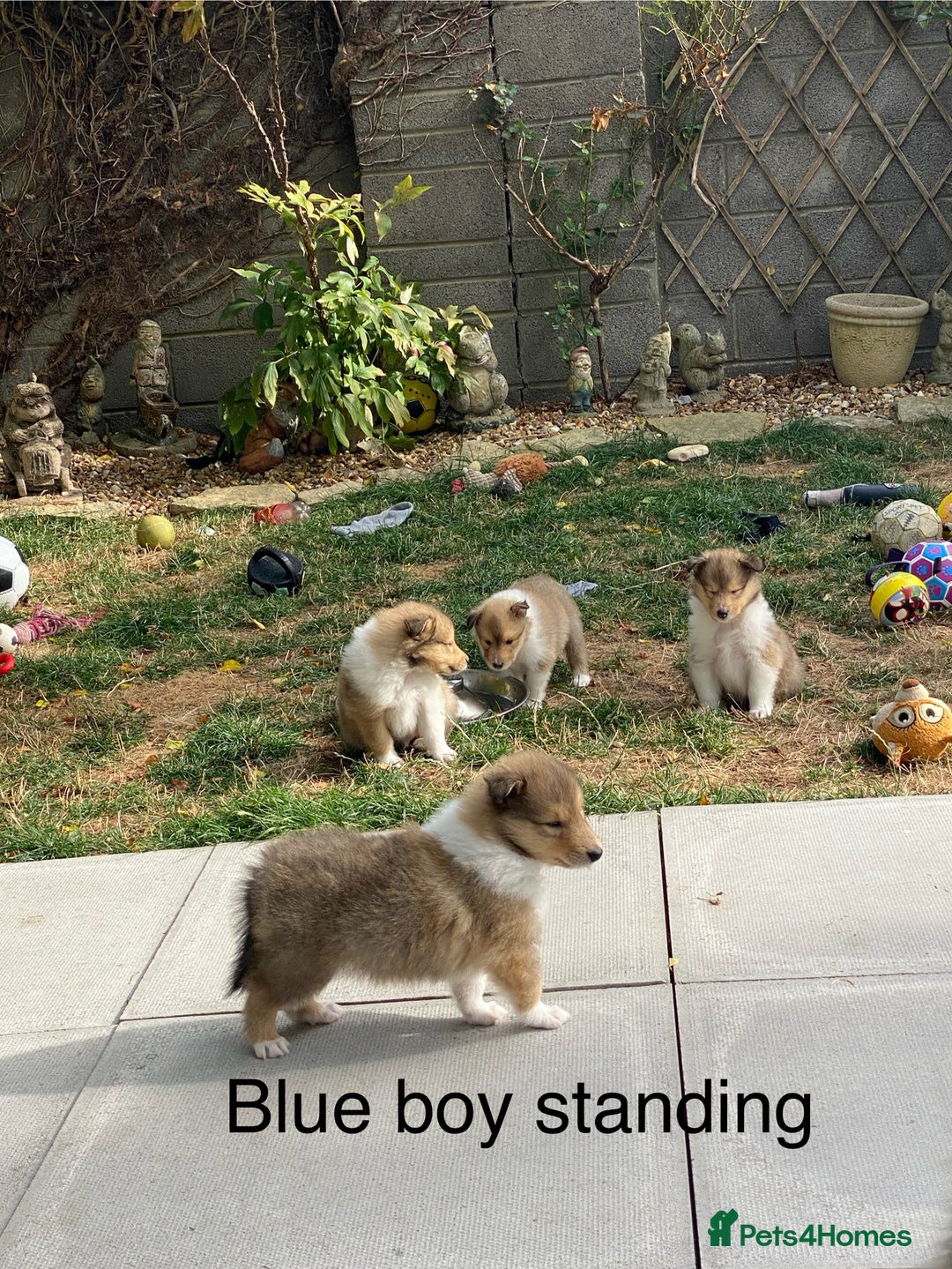 Rough Collie dogs for sale: ROUGH COLLIE  SABLE AND WHITE MALE PUPPIES - Image 19