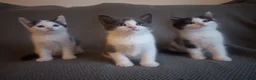 Ragdoll cats for sale: Adorable Chinchilla Persian x Ragdoll kittens - Advert 22
