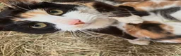 Mixed Breed cats for sale: Beautiful litter of kittens - Advert 11