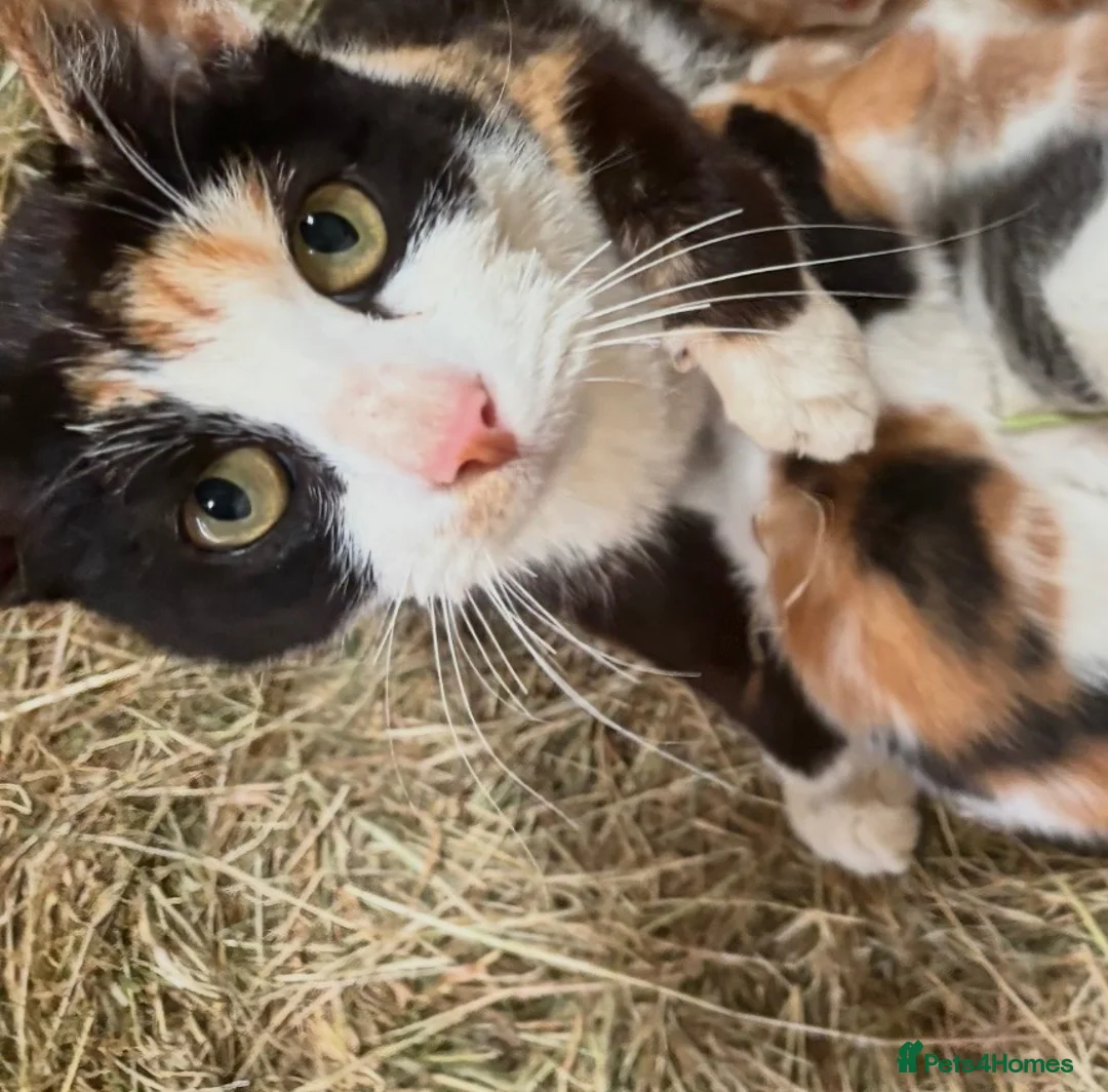 Mixed Breed cats for sale: Beautiful litter of kittens - Advert 11