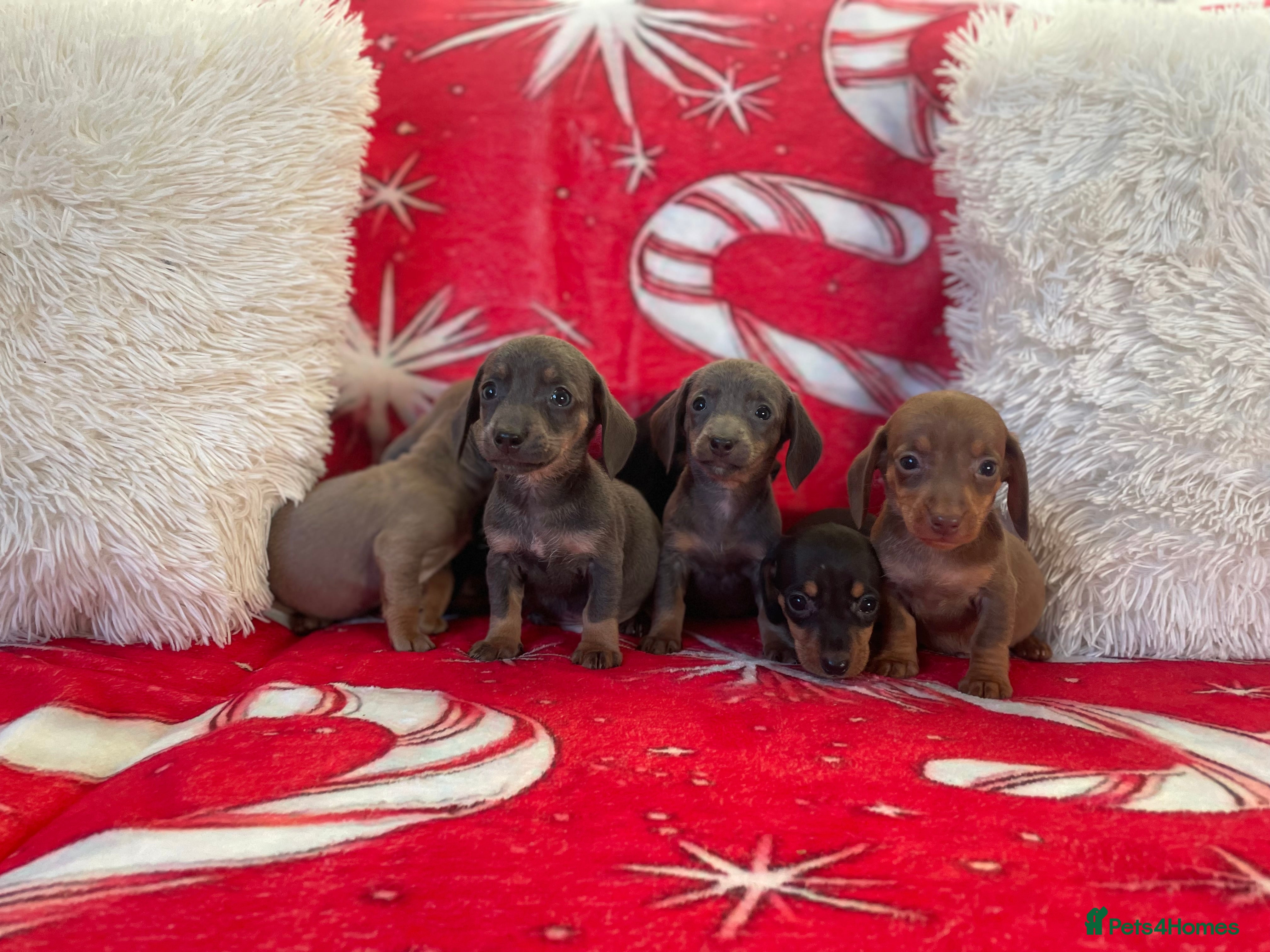 Dachshund dogs 💙💙💙Beautiful Dachunds ready now 💙💙💙💙 - Advert 2