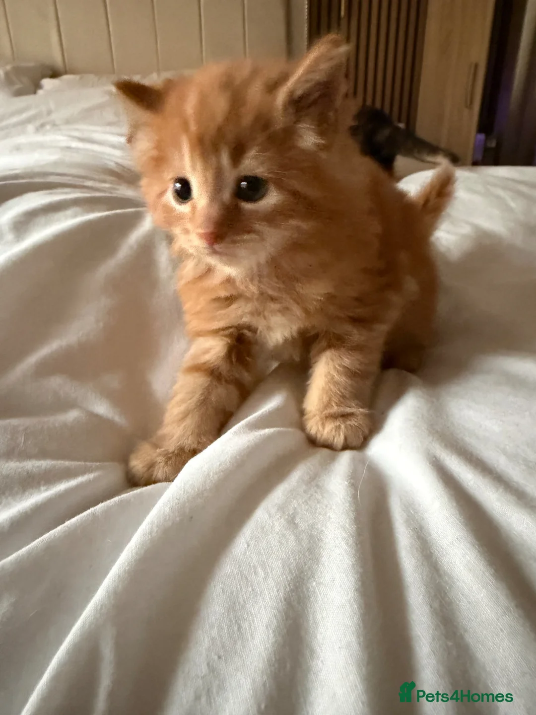 Domestic Shorthair cats for sale: Ginger kittens in Blackburn - Advert 2