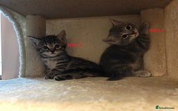 Scottish Fold cats for sale: Gorgeous Scottish Fold Cross Kittens–Family Raised - Image 7