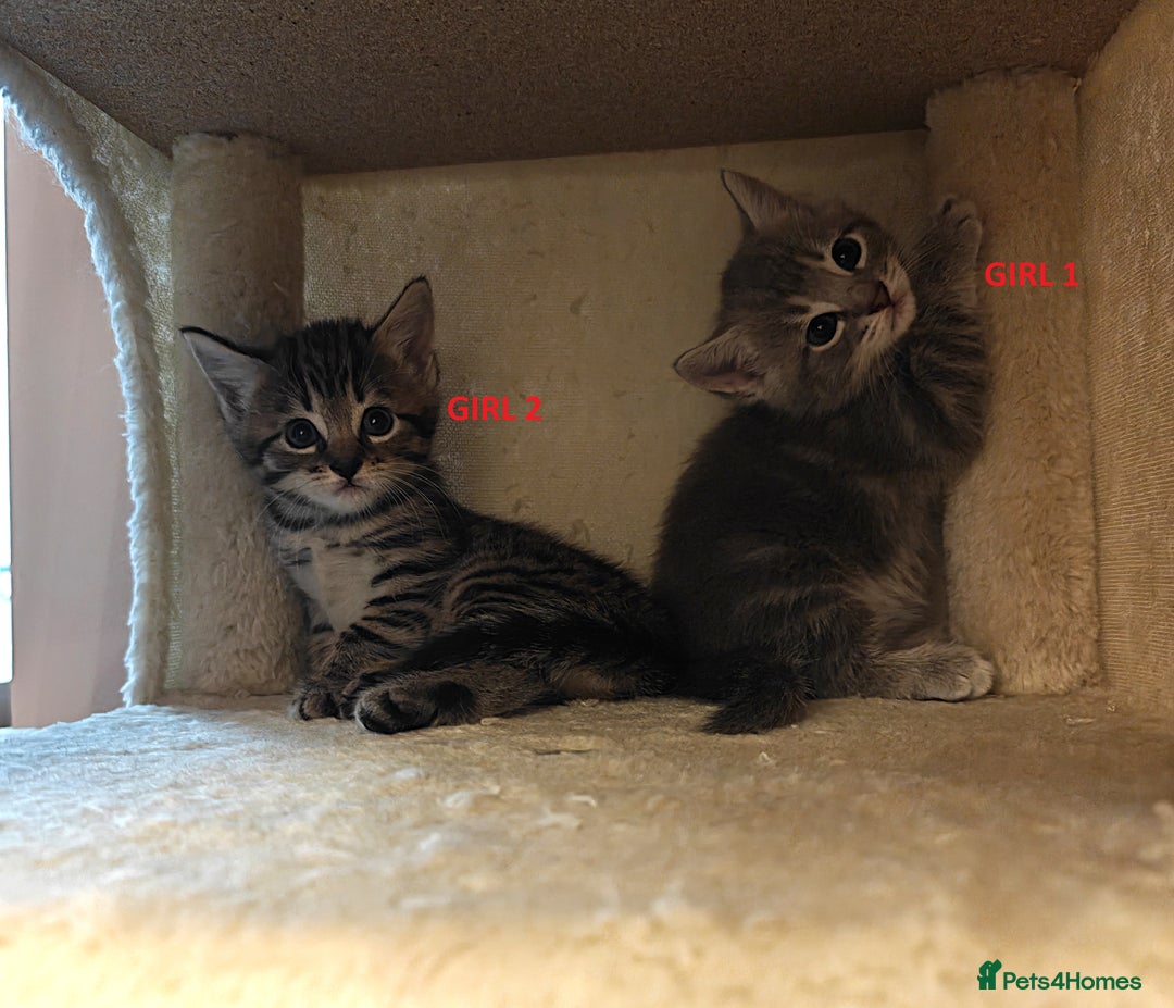 Scottish Fold cats for sale: Gorgeous Scottish Fold Cross Kittens–Family Raised - Image 7
