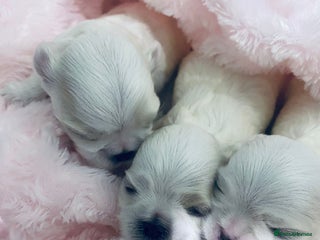 Maltese dogs Korean doll face puppies - Advert 7