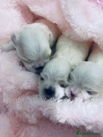 Maltese dogs Korean doll face puppies - Advert 1