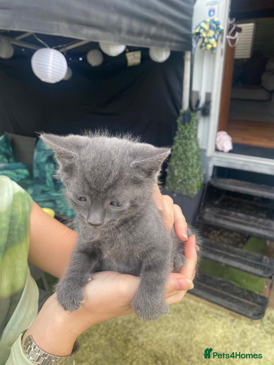 Russian Blue cats for sale: Russian blue kittens  - Image 7