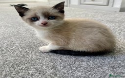 Mixed Breed cats for sale: Beautiful girl kitten ready soon for forever home - Advert 2