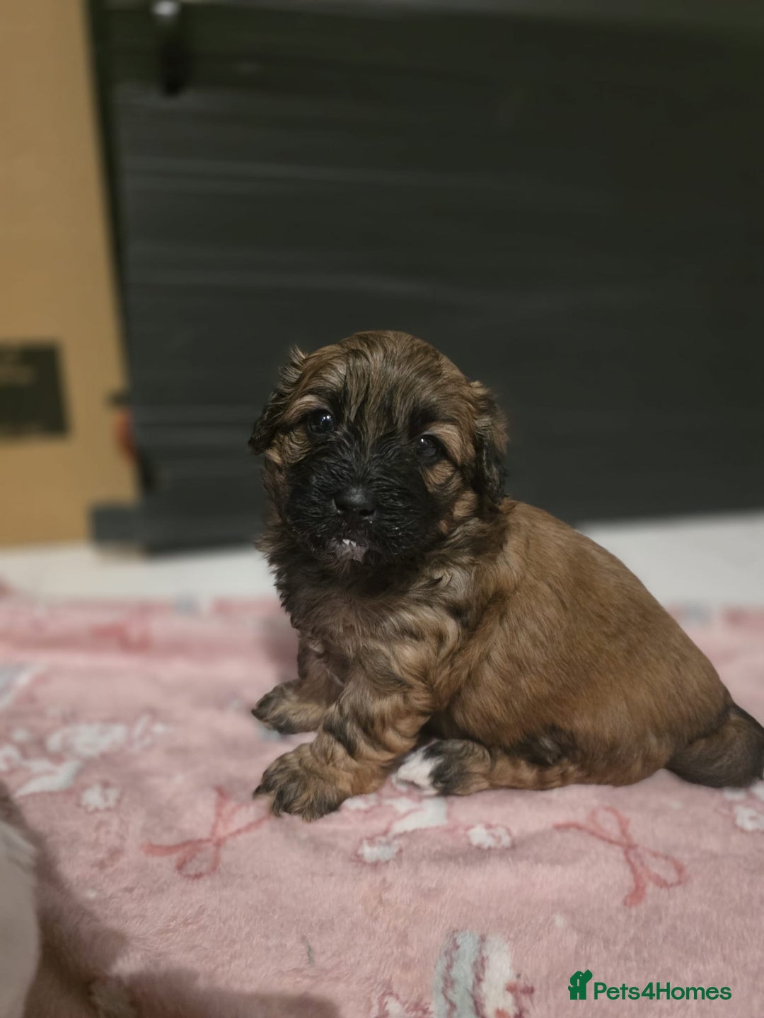 Mixed Breed dogs for sale: Beautiful litter of pomshis  - Advert 20