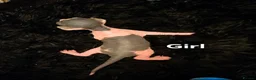 Sphynx cats for sale: Spectacular Sphynx kittens TICA & GCCF  DBE - Advert 28
