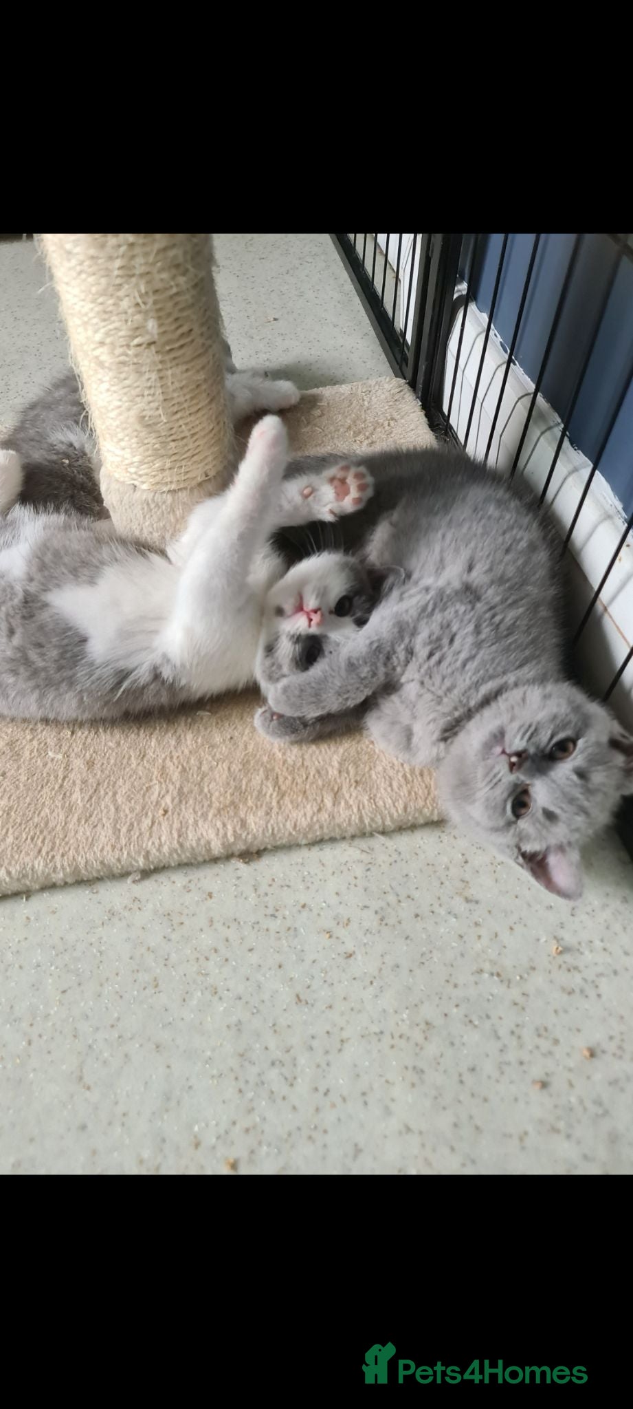 British Shorthair cats British Shorthair kittens**READY NOW** - Advert 1
