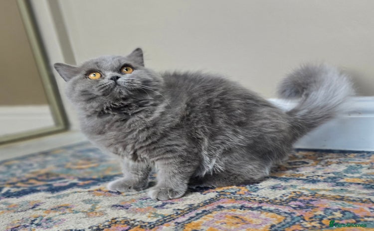 British Shorthair cats - Advert 11