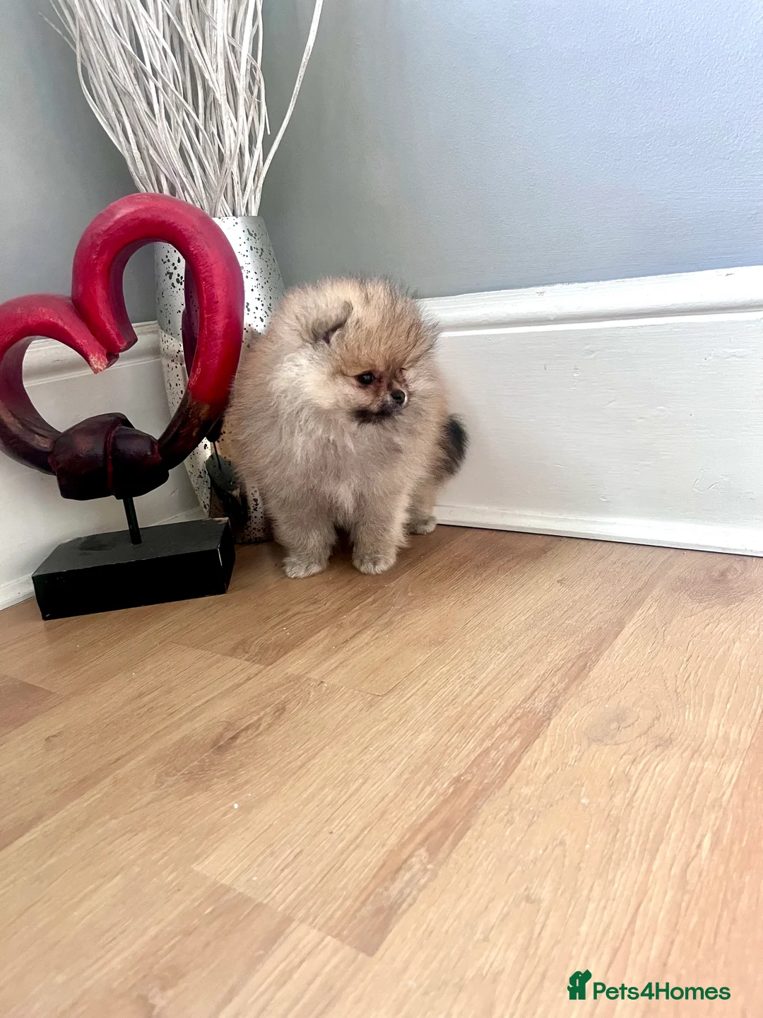 Pomeranian dogs for sale: Top Quality 🏆Championship 🧸Teddy Bear - Advert 5