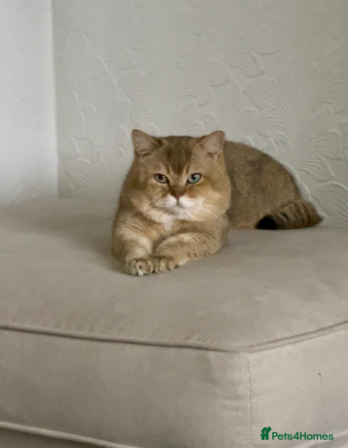 British Shorthair cats 🏆GCCF & TICA Registered BSH Black Golden Tipped  - Advert 1