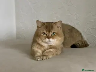 British Shorthair cats 🏆GCCF & TICA Registered BSH Black Golden Tipped - Advert 1