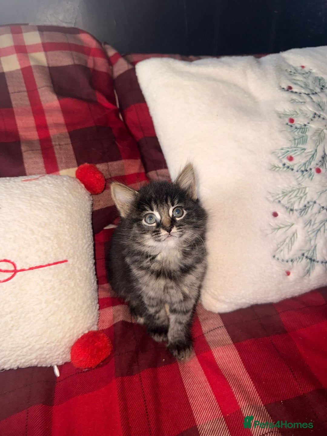 Mixed Breed cats for sale: Maine Coon cross tabby - Image 10