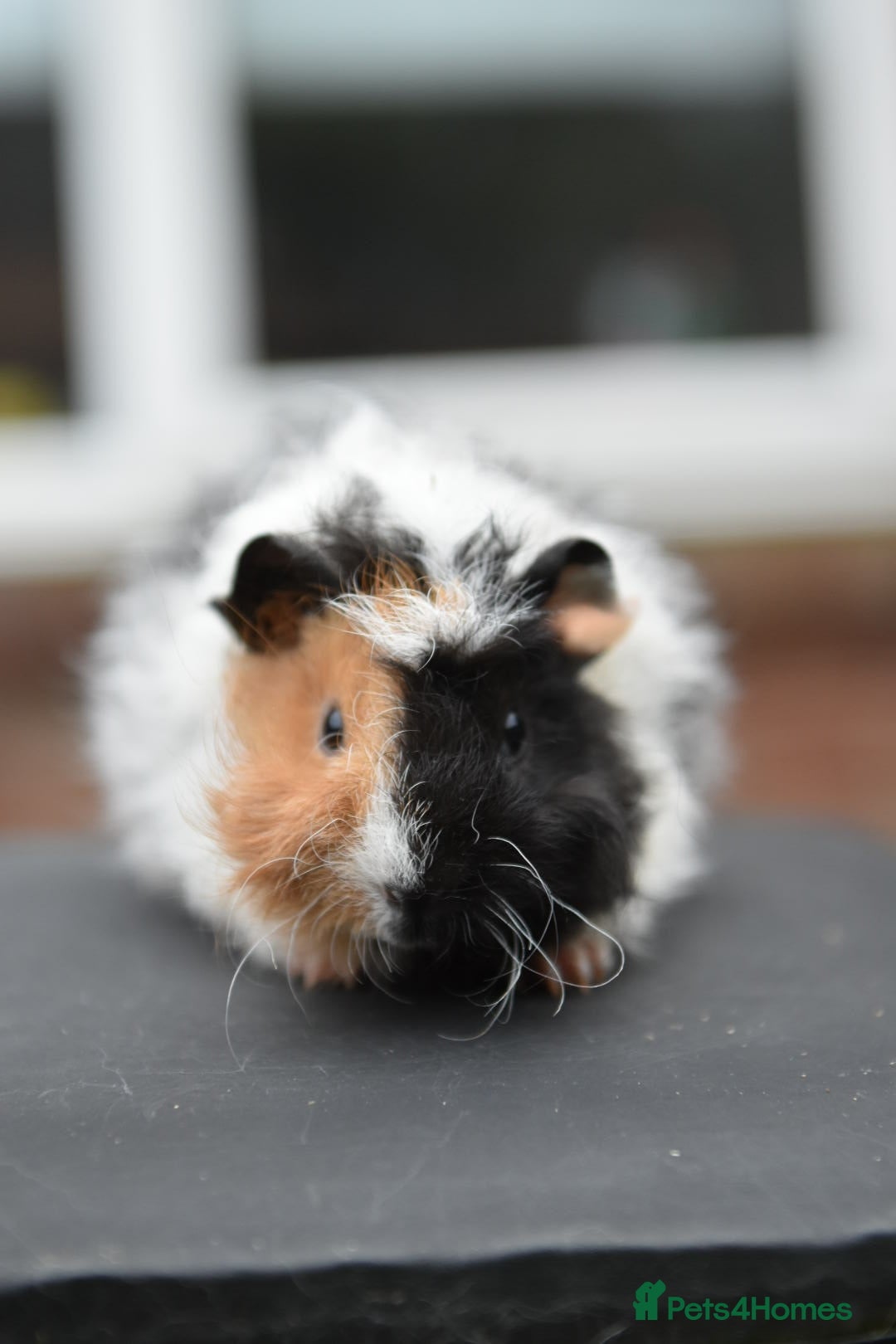 Guinea Pig rodents for sale: Baby Guinea Pigs Looking For New Home (All Males) - Advert 3