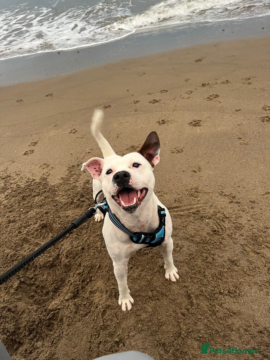 Mixed Breed dogs for sale: Belgian shepherd cross staffy puppies - Advert 6