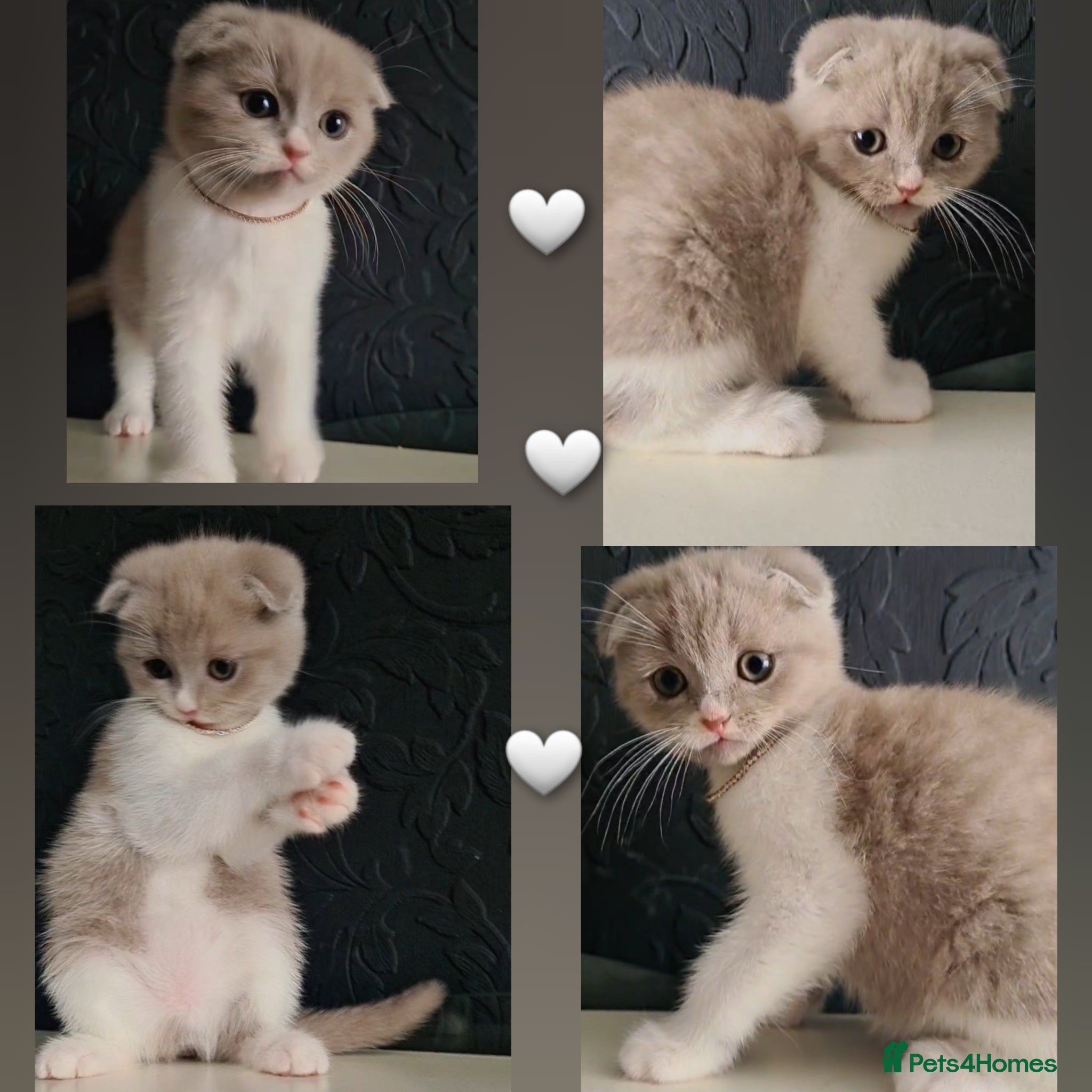 Scottish Fold cats  🐱🐾 3 BEAUTIFUL LILAC KITTENS 🐾 🐱 - Advert 7