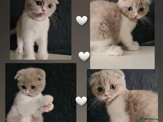 Scottish Fold cats 🐱🐾 3 BEAUTIFUL LILAC KITTENS 🐾 🐱 - Advert 7