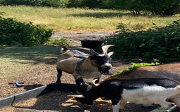 Goats livestock for sale: Beautiful Nanny Kid Pygmy Goats  - Image 5