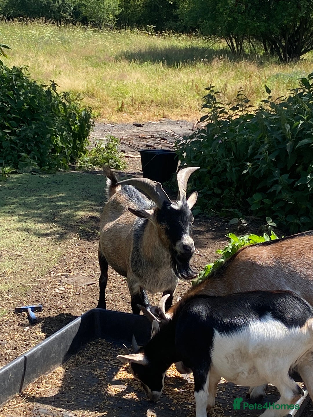 Goats livestock for sale: Beautiful Nanny Kid Pygmy Goats  - Image 5