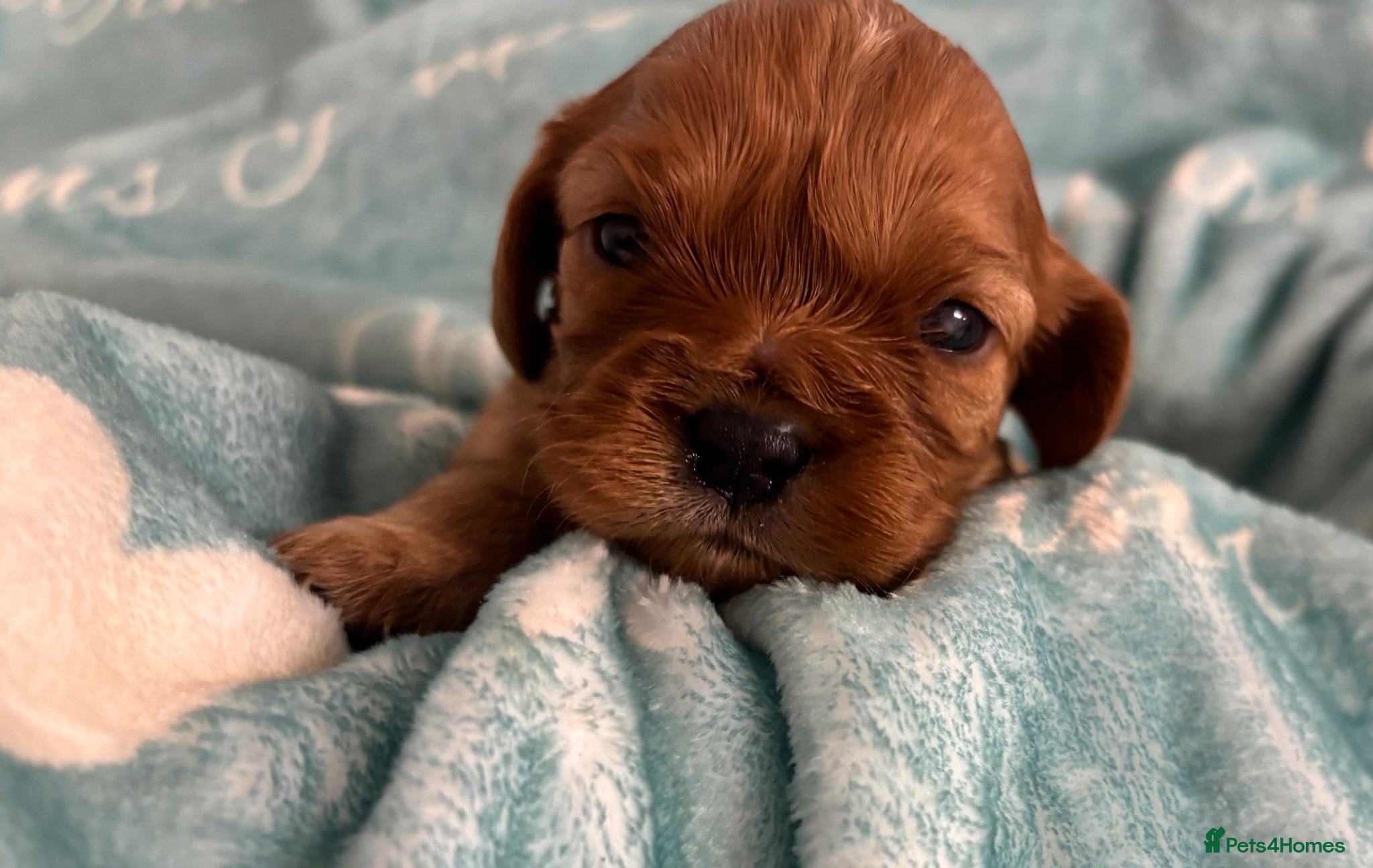 Cavalier King Charles Spaniel dogs KC reg CKCS from Health tested parents - Advert 4